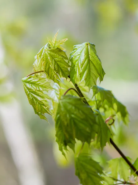 Jonge voorjaar esdoorn bladeren op groene achtergrond — Stockfoto