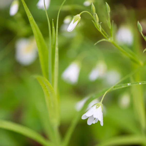 Bílá jarní květy na zeleném pozadí — Stock fotografie