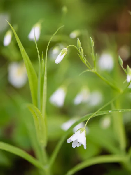 Vita vårblommor på grön bakgrund — Stockfoto