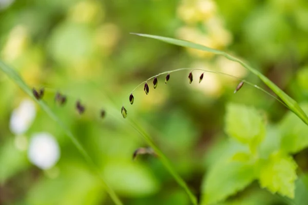 Vita vårblommor på grön bakgrund — Stockfoto