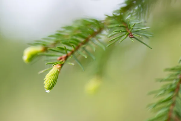 녹색 배경에 젊은 봄 스프루 스 나무 꽃 — 스톡 사진