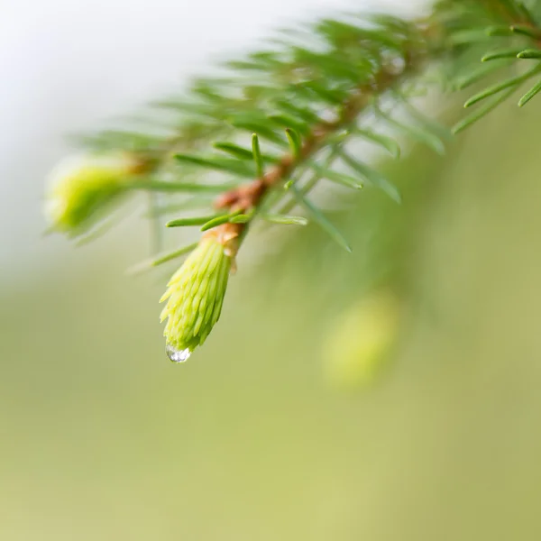 Young spring spruce tree blossoms on green background — Stock Photo, Image