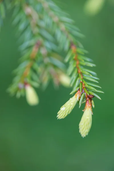 Giovani fiori di abete rosso primaverile su sfondo verde — Foto Stock