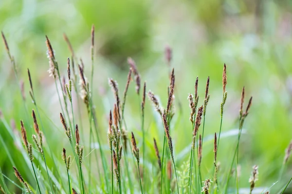 Jeunes fleurs et feuilles de printemps sur fond vert — Photo