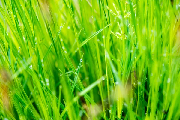 Flores y hojas jóvenes de primavera sobre fondo verde — Foto de Stock