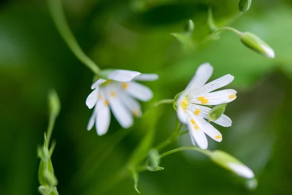 Vita vårblommor på grön bakgrund — Stockfoto