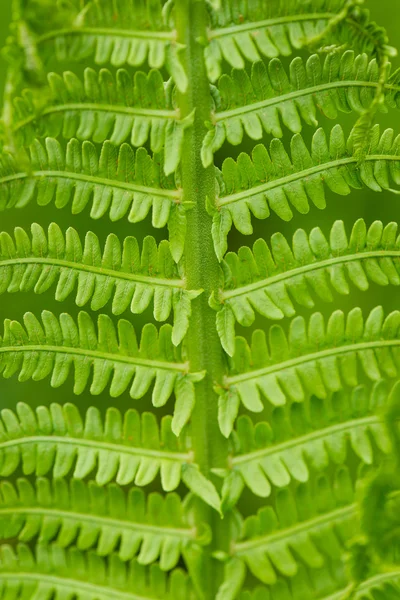 Felci primaverili su sfondo verde — Foto Stock