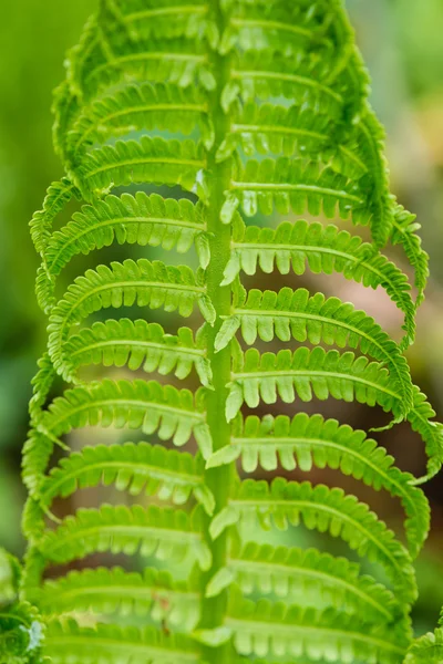 Felci primaverili su sfondo verde — Foto Stock