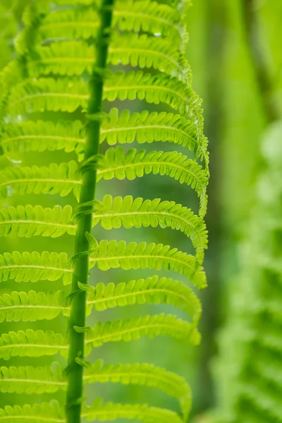 Spring ferns on green background — Stock Photo, Image