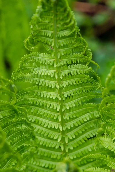 Helechos de primavera sobre fondo verde —  Fotos de Stock