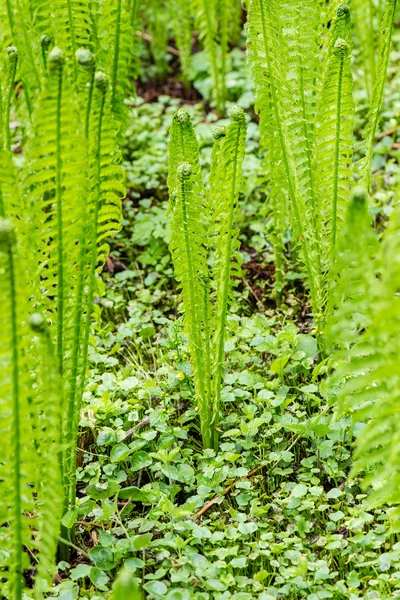 Lente varens op groene achtergrond — Stockfoto