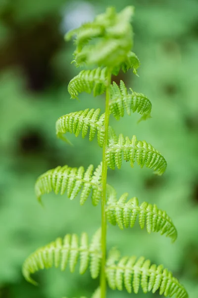 Helechos de primavera sobre fondo verde —  Fotos de Stock