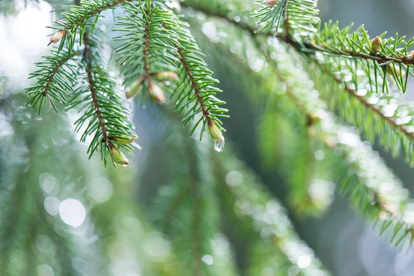 Junger Frühling Fichte blüht auf grünem Hintergrund — Stockfoto