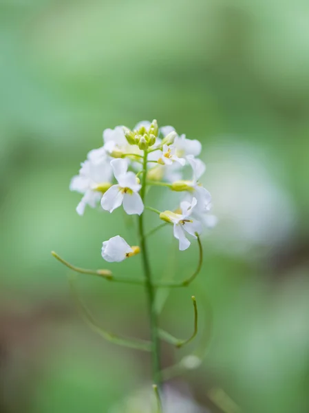 Fleurs printanières blanches sur fond vert — Photo