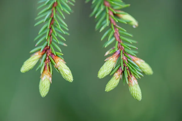 Giovani fiori di abete rosso primaverile su sfondo verde — Foto Stock