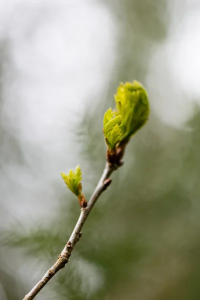 緑の背景の若い木の花 — ストック写真
