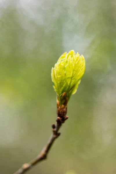 Young tree blossoms on green background — Stock Photo, Image