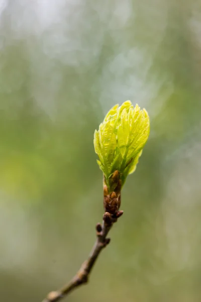 Jonge boom bloesems op groene achtergrond — Stockfoto