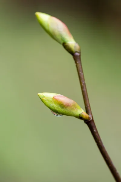 Young tree blossoms on green background — Stock Photo, Image