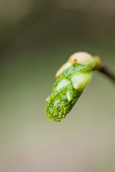 Junge Baumblüten auf grünem Hintergrund — Stockfoto