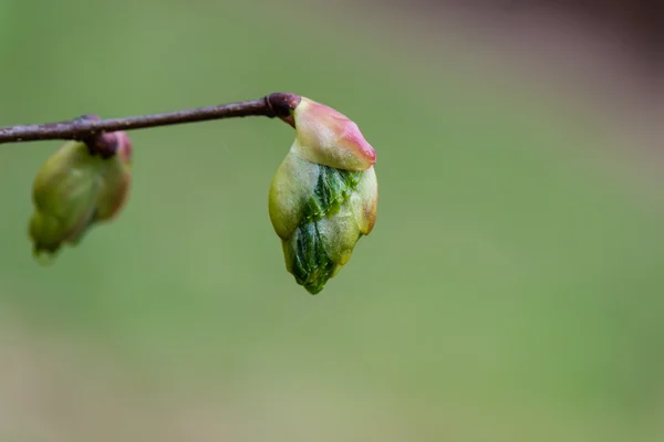 Jeune arbre fleurit sur fond vert — Photo