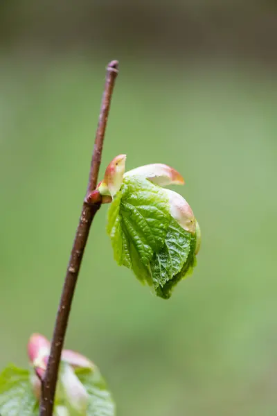 Fiatal fán a virágok a zöld háttér — Stock Fotó