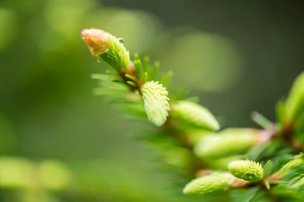 Jovem primavera abeto árvore flores no fundo verde — Fotografia de Stock