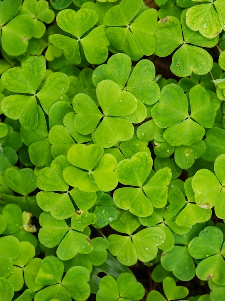 Молодые весенние листья на зеленом фоне — стоковое фото