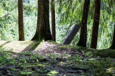 Yeşil orman ağaçların gövdeleri