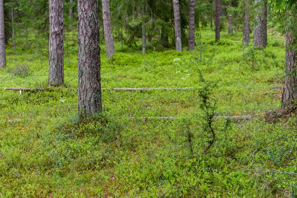 Des troncs d'arbres dans la forêt verte — Photo