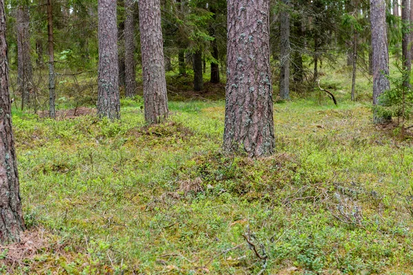Troncos de árboles en bosque verde —  Fotos de Stock