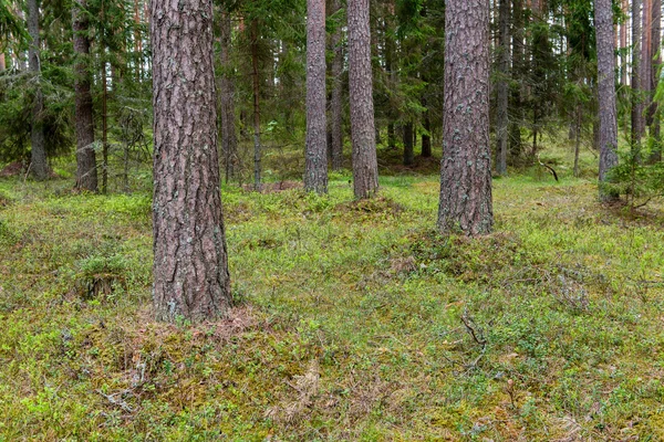 Troncos de árboles en bosque verde —  Fotos de Stock