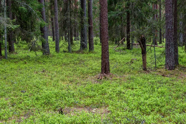 Troncos de árboles en bosque verde —  Fotos de Stock