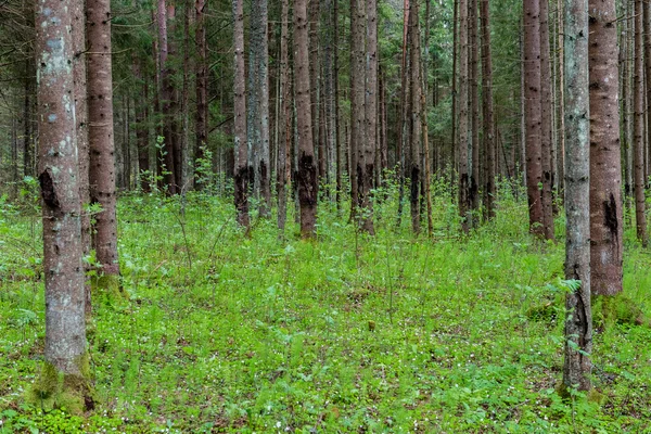 Baumstämme im grünen Wald — Stockfoto