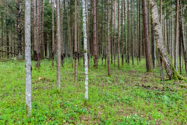 Стовбури дерев у зеленому лісі — стокове фото