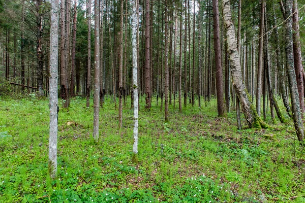 Стовбури дерев у зеленому лісі — стокове фото