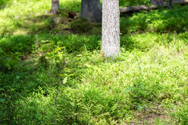 Troncos de árvores na floresta verde — Fotografia de Stock