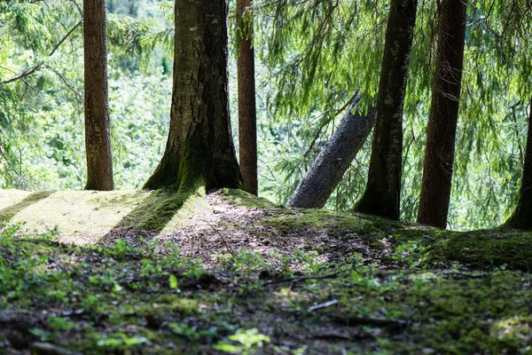 Pnie drzew w lesie zielony — Zdjęcie stockowe