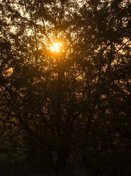 Zonsopgang in mistige land weide — Stockfoto