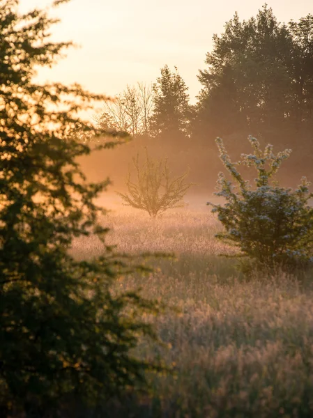 Схід сонця в туманному сільському лузі — стокове фото
