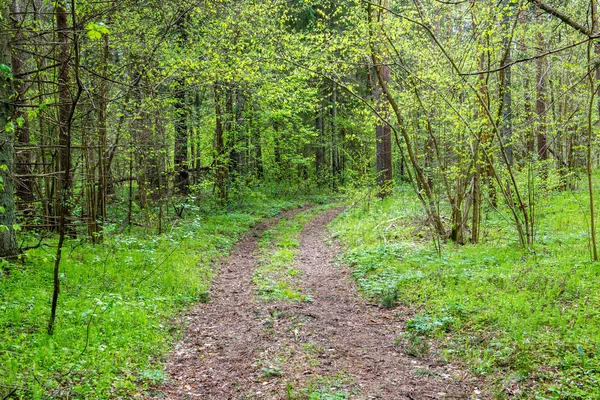 Estrada vazia na floresta — Fotografia de Stock