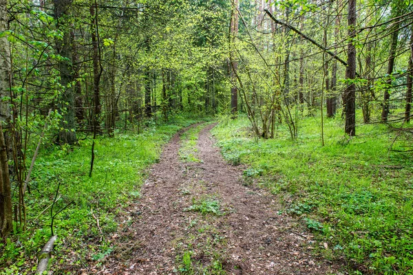 Üres út az erdőben — Stock Fotó