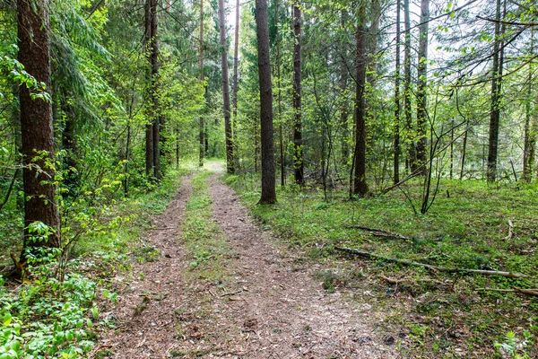 Prázdná cesta v lese — Stock fotografie