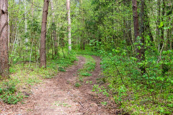 Estrada vazia na floresta — Fotografia de Stock