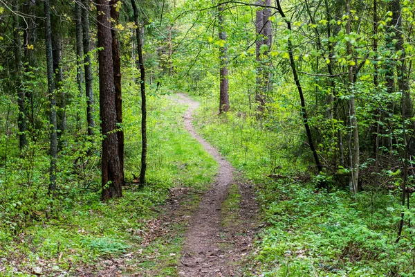 Camino vacío en el bosque — Foto de Stock