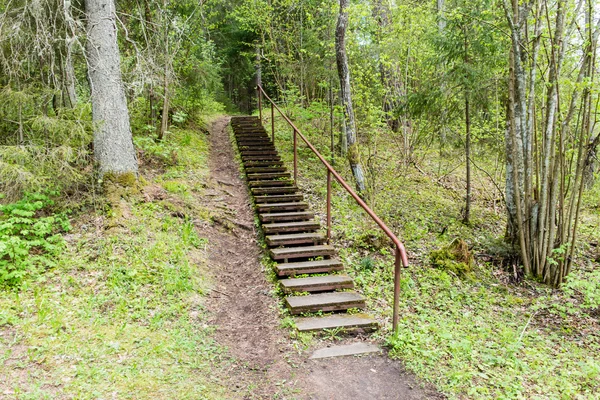 Camino vacío en el bosque —  Fotos de Stock