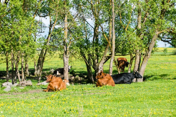 Vacas da fazenda descansando no prado perto da fazenda — Fotografia de Stock