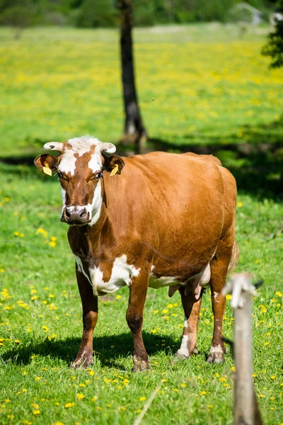 Farm cows resting in the meadow near farm — Stock Photo, Image
