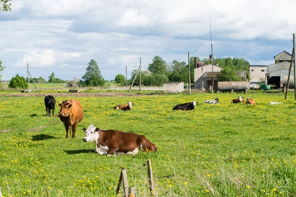 Farm cows resting in the meadow near farm — Stock Photo, Image