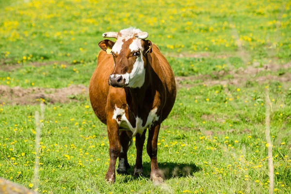 Farm cows resting in the meadow near farm — Stock Photo, Image